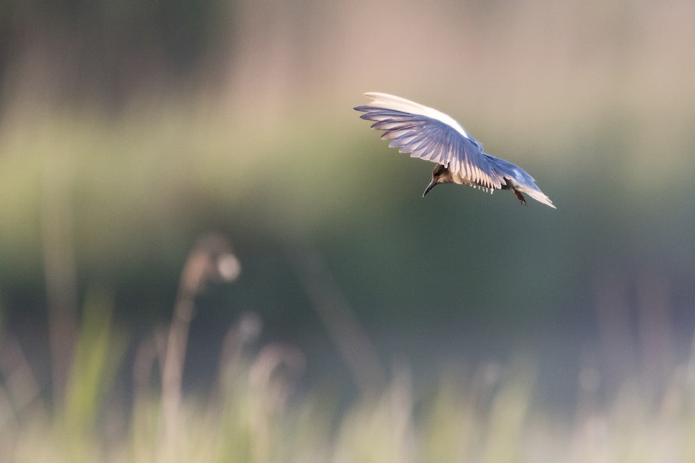 a bird flying over a field of tall grass