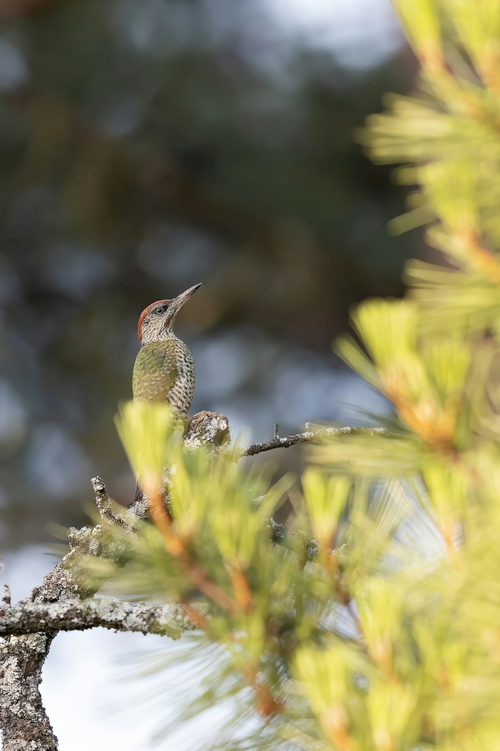 a small bird perched on a branch of a pine tree