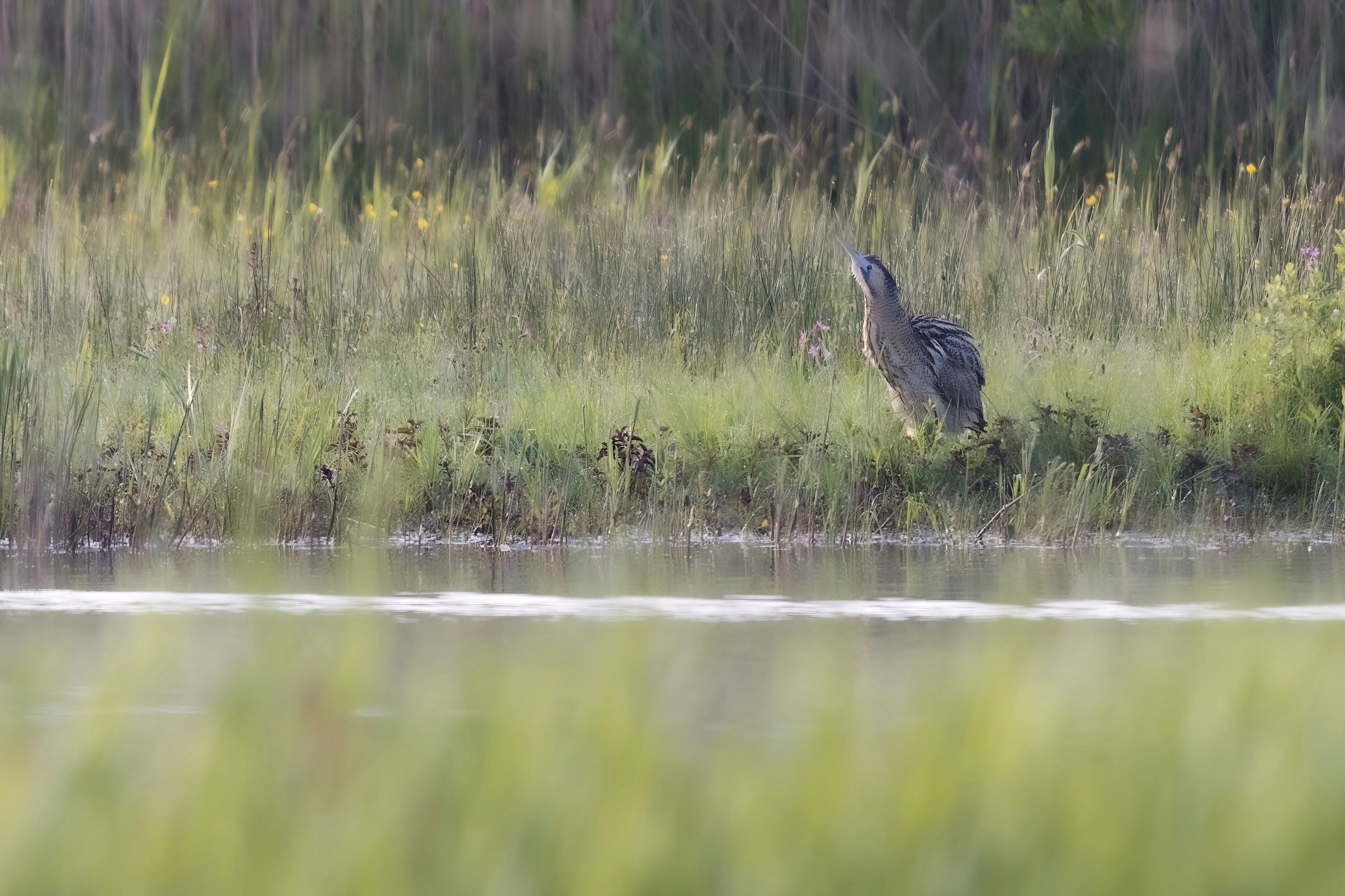 a bird standing on the edge of a body of water