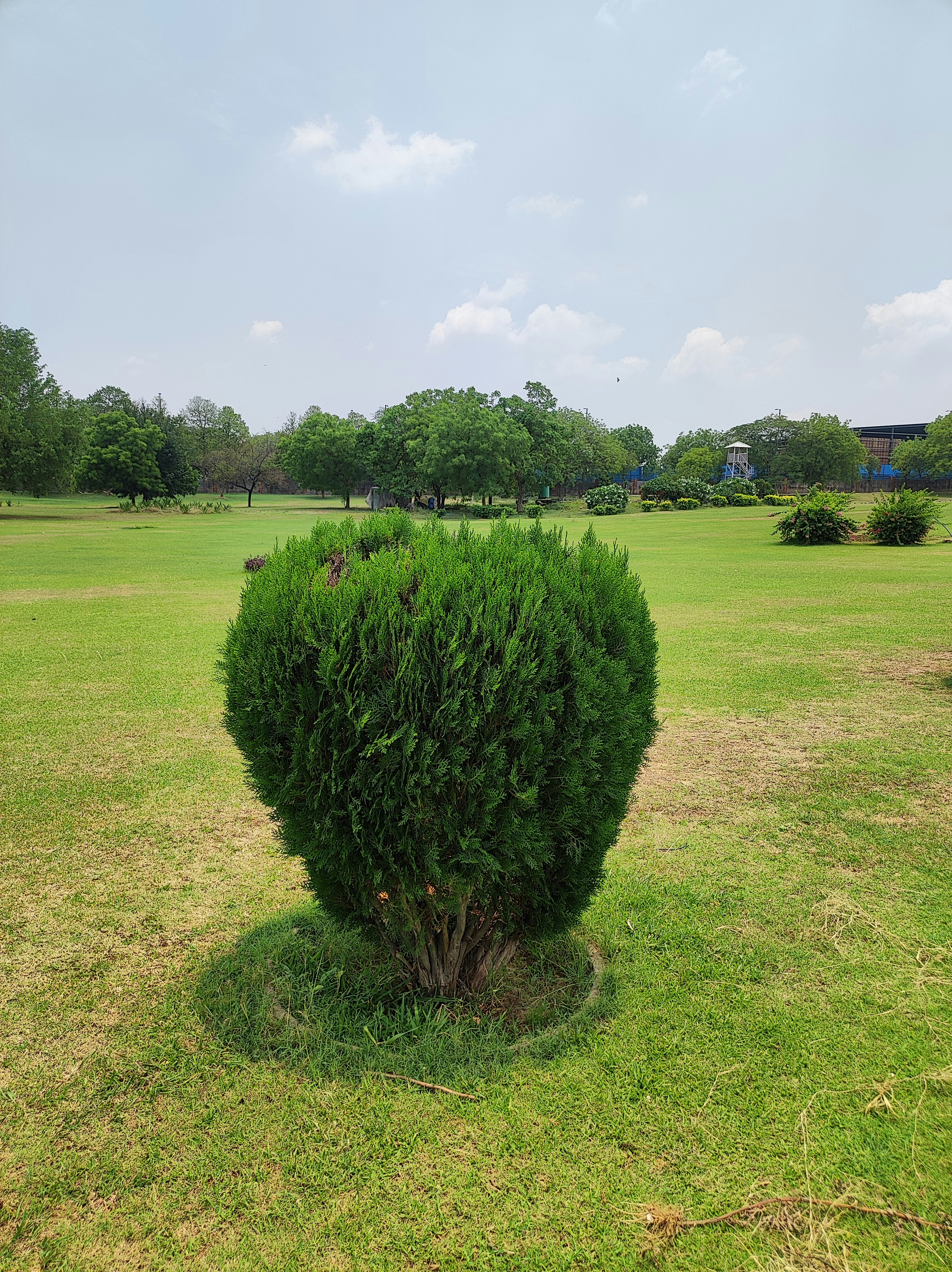 A large green bush in the middle of a field photo – Free Plant Image on ...