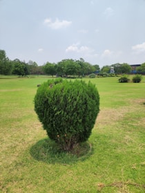 a large green bush in the middle of a field