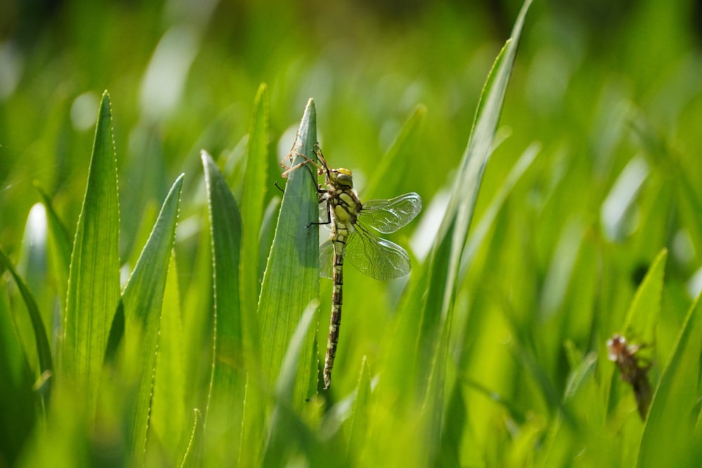 a dragonfly sitting on top of a blade of grass