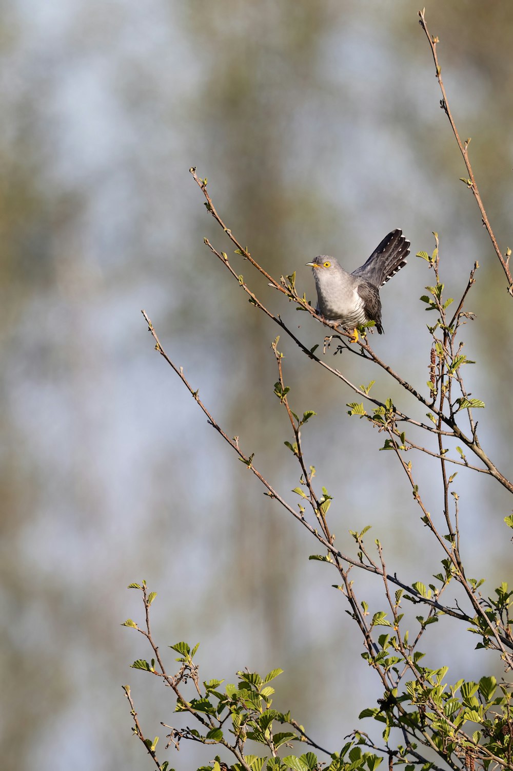 a small bird perched on top of a tree branch