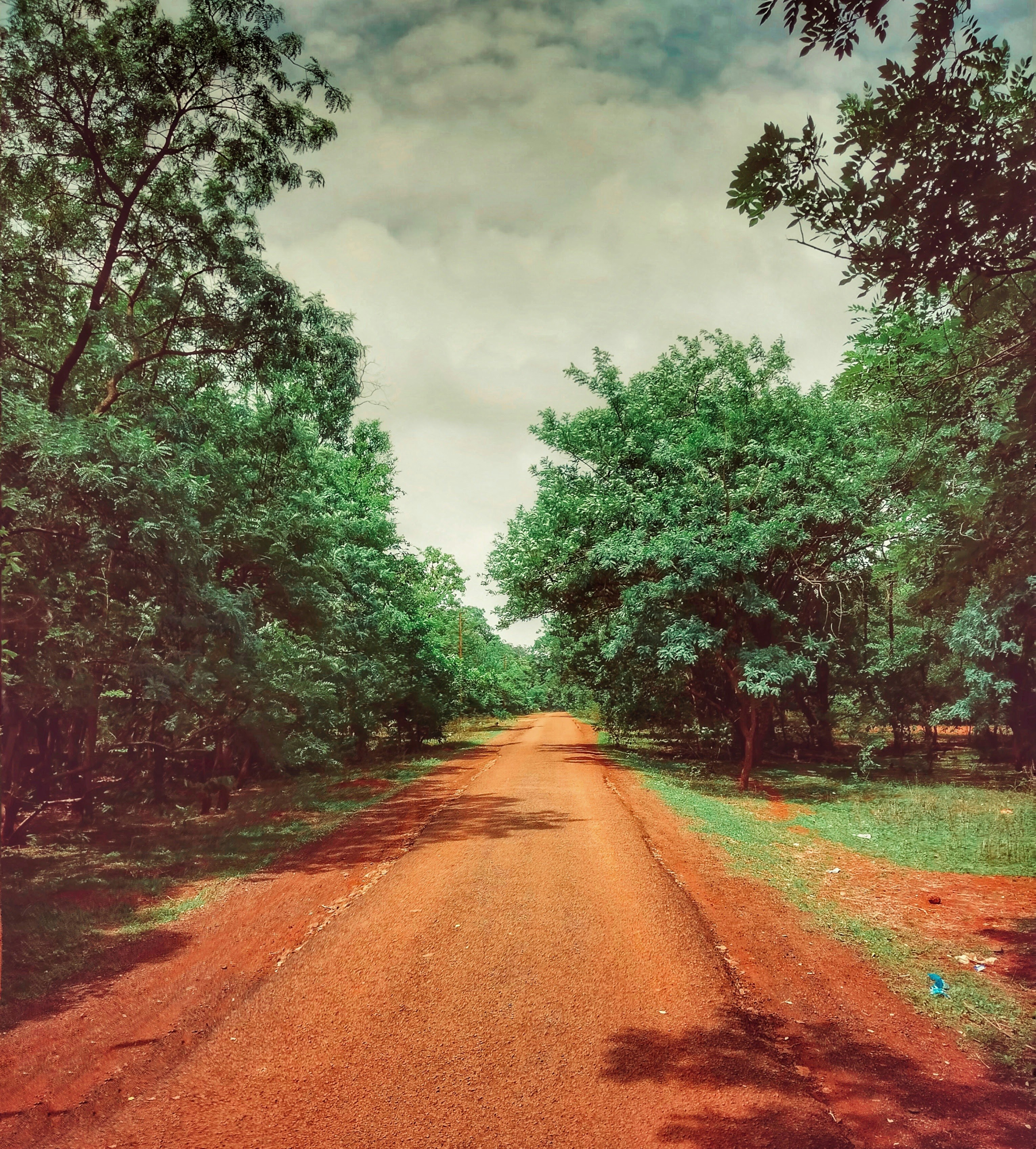 a dirt road surrounded by trees and grass