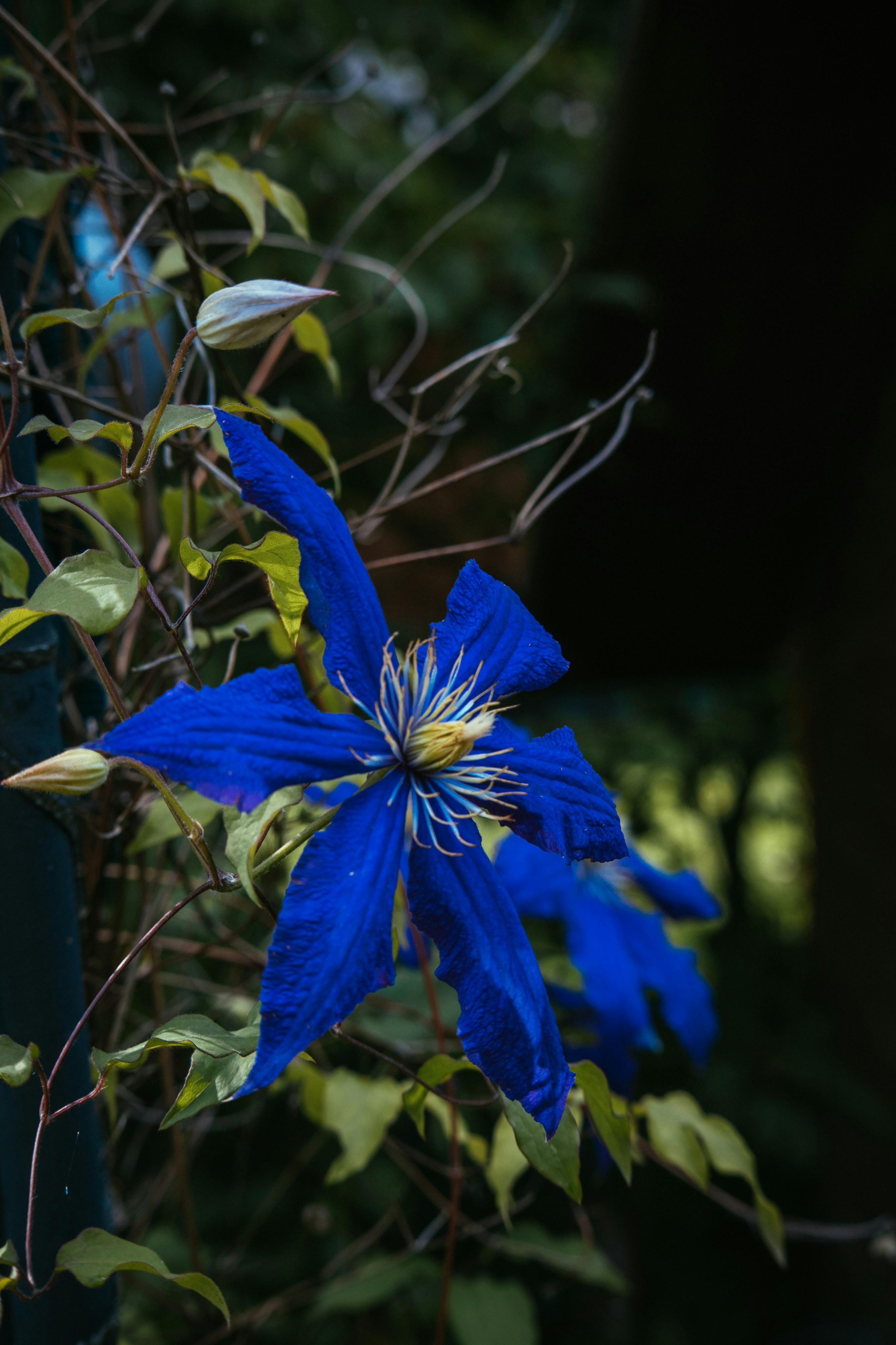 a blue flower is blooming on a bush