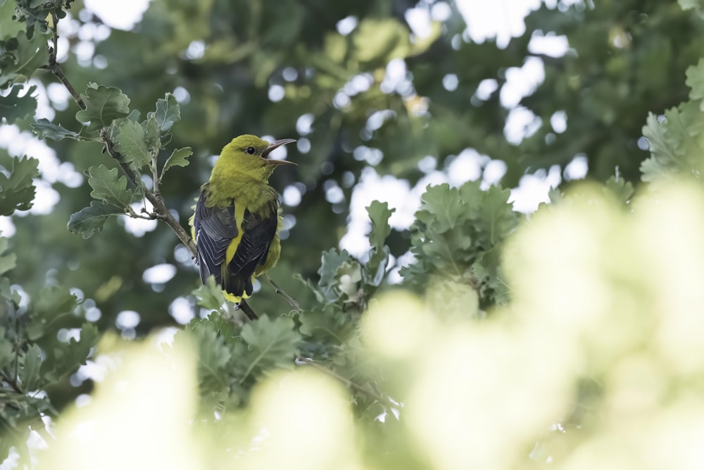 a green bird perched on a tree branch