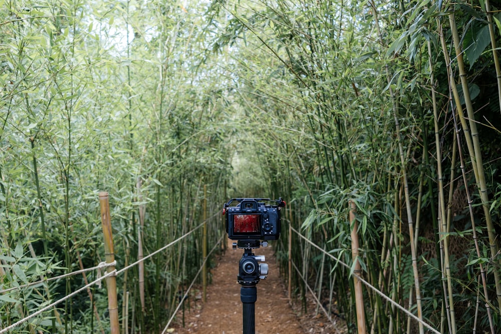 a camera on a tripod in a bamboo forest