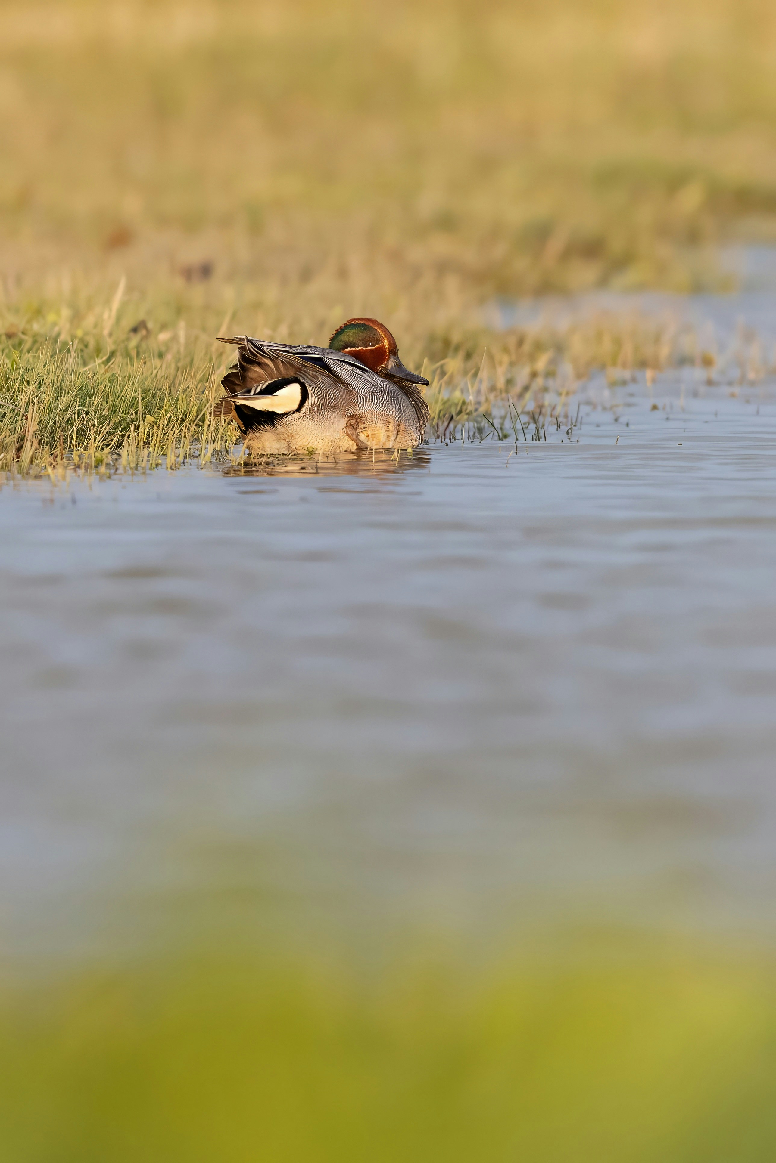 a duck is swimming in a body of water