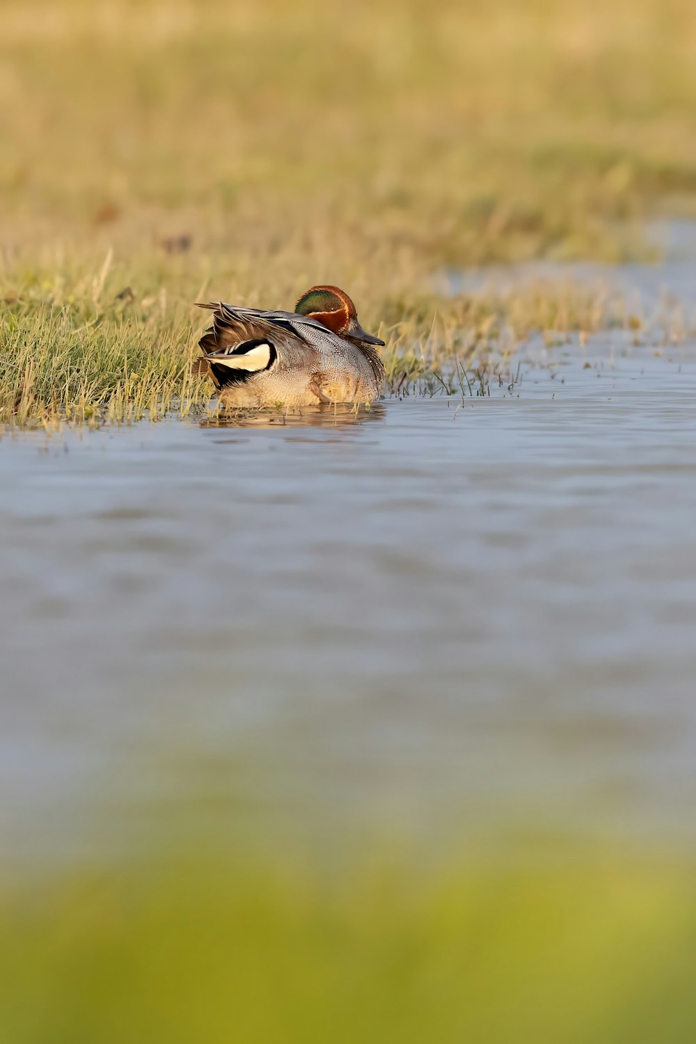 Un canard nage dans un plan d’eau
