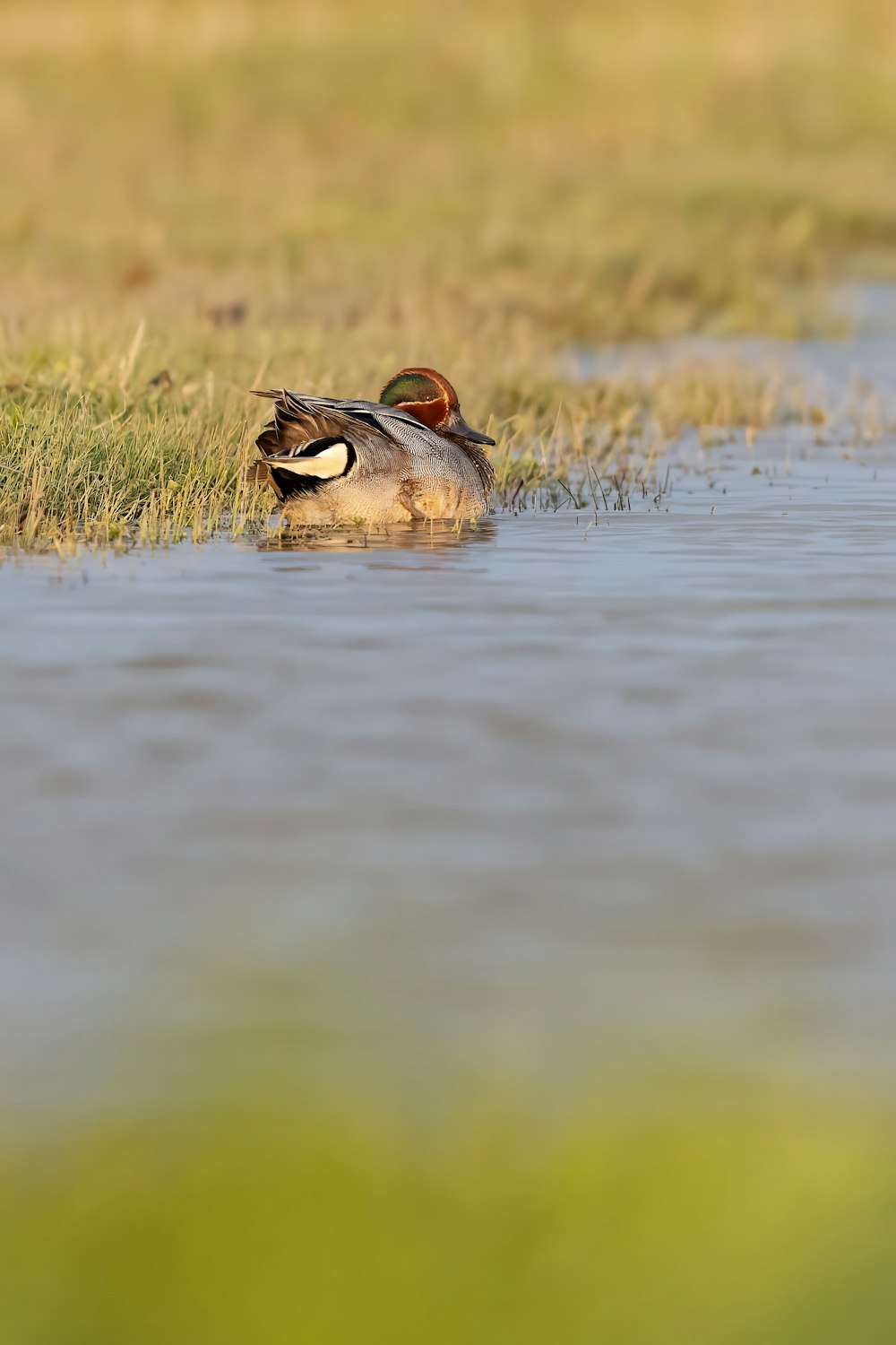 a duck is swimming in a body of water