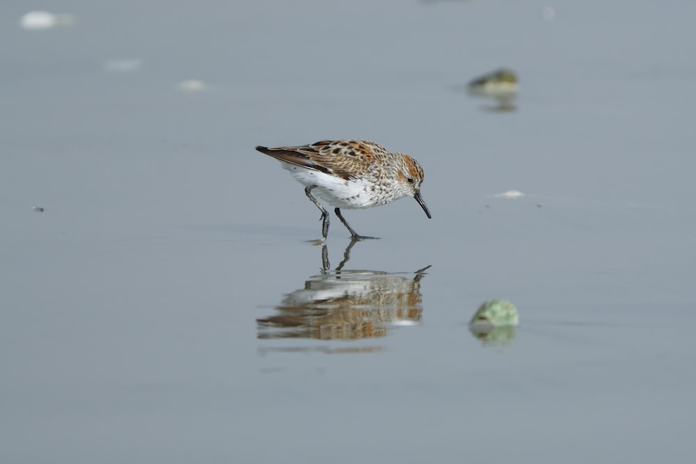 a small bird standing on top of a body of water