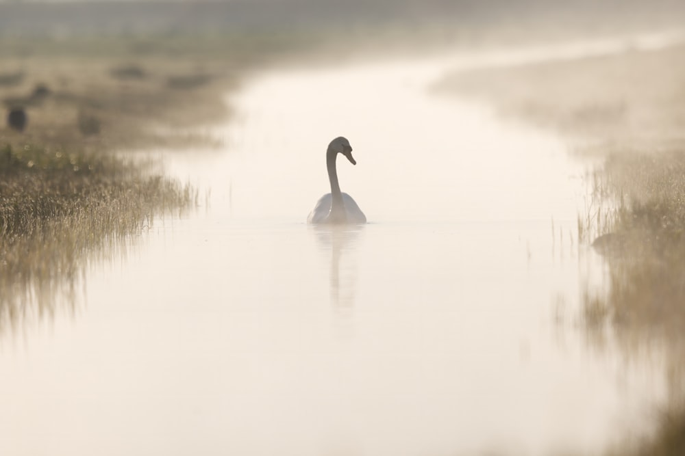 a swan floating on top of a body of water