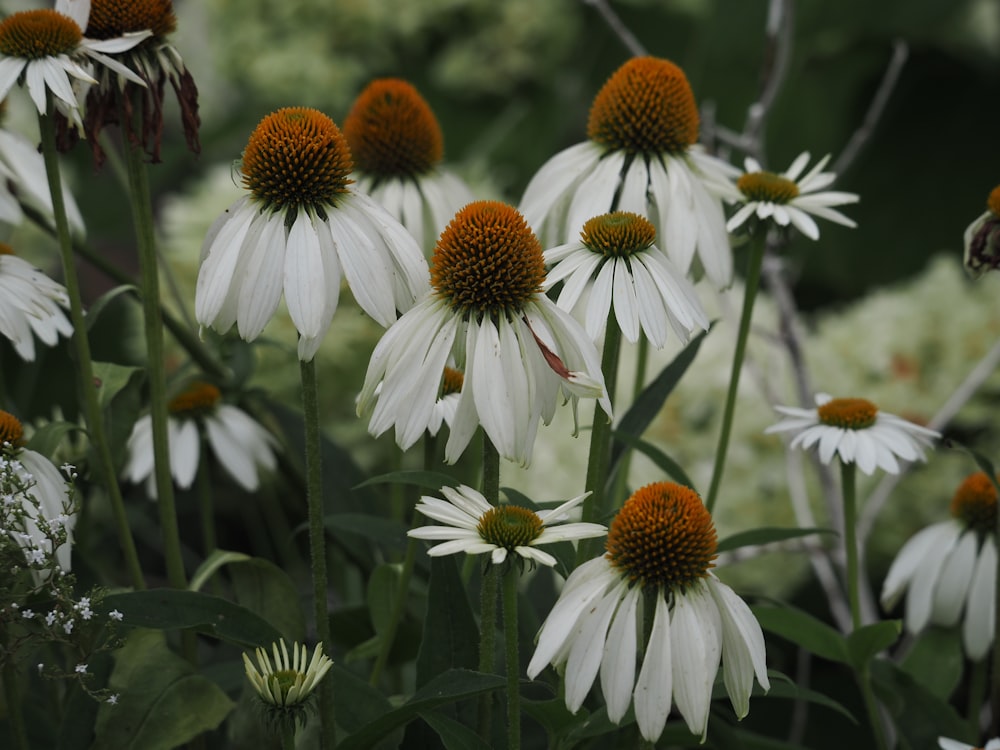 a bunch of white and orange flowers in a field