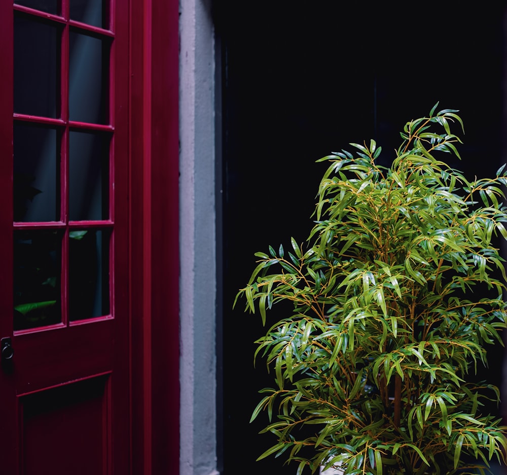 a potted plant in front of a red door