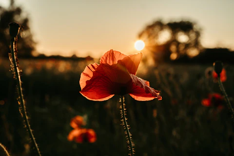 a red flower in a field with the sun in the background