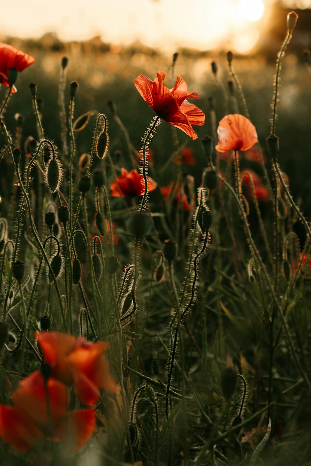 a field full of red flowers with the sun in the background