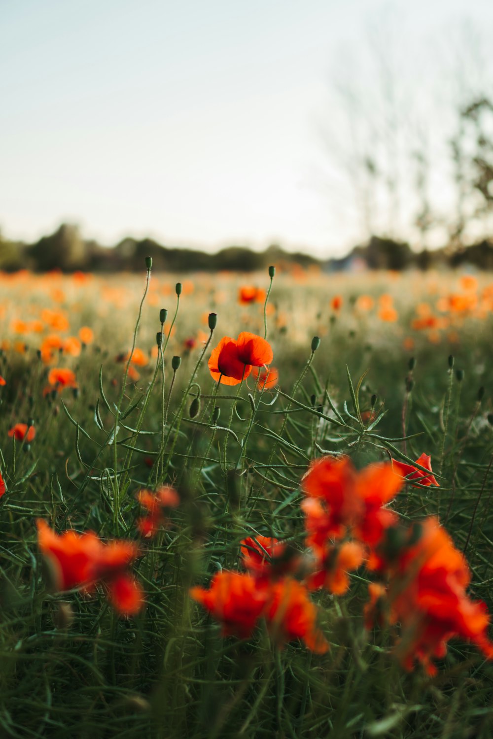 a field full of orange flowers on a sunny day