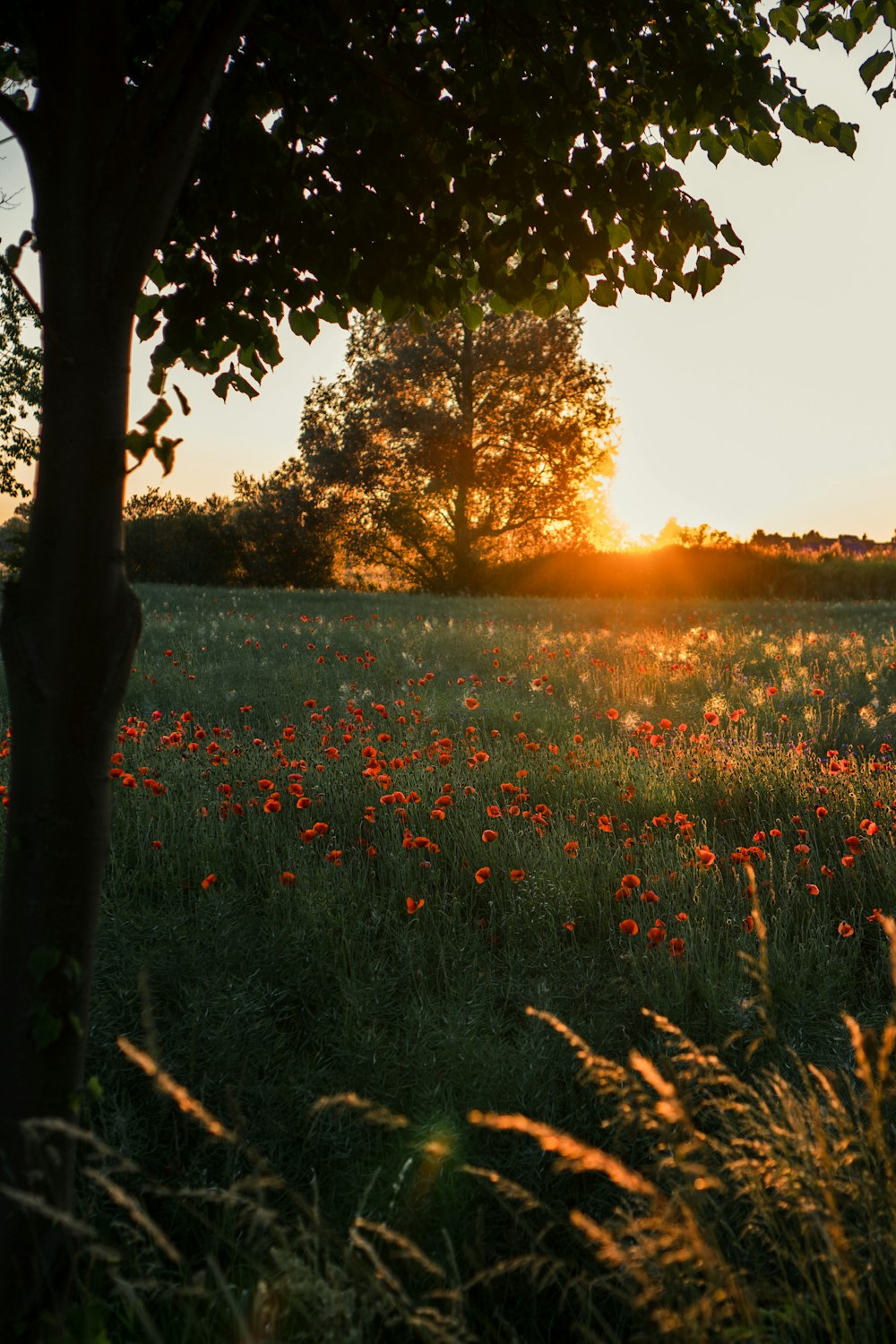 un champ de fleurs avec le coucher du soleil en arrière-plan