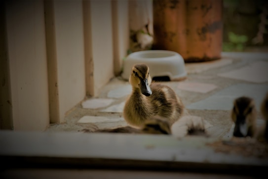 Several ducklings are gathered near a door. Soft natural lighting creates a warm ambiance. The ducklings have light brown, fluffy feathers and are situated on a tiled floor. The background includes a blurred pet bowl and some vertical beams.