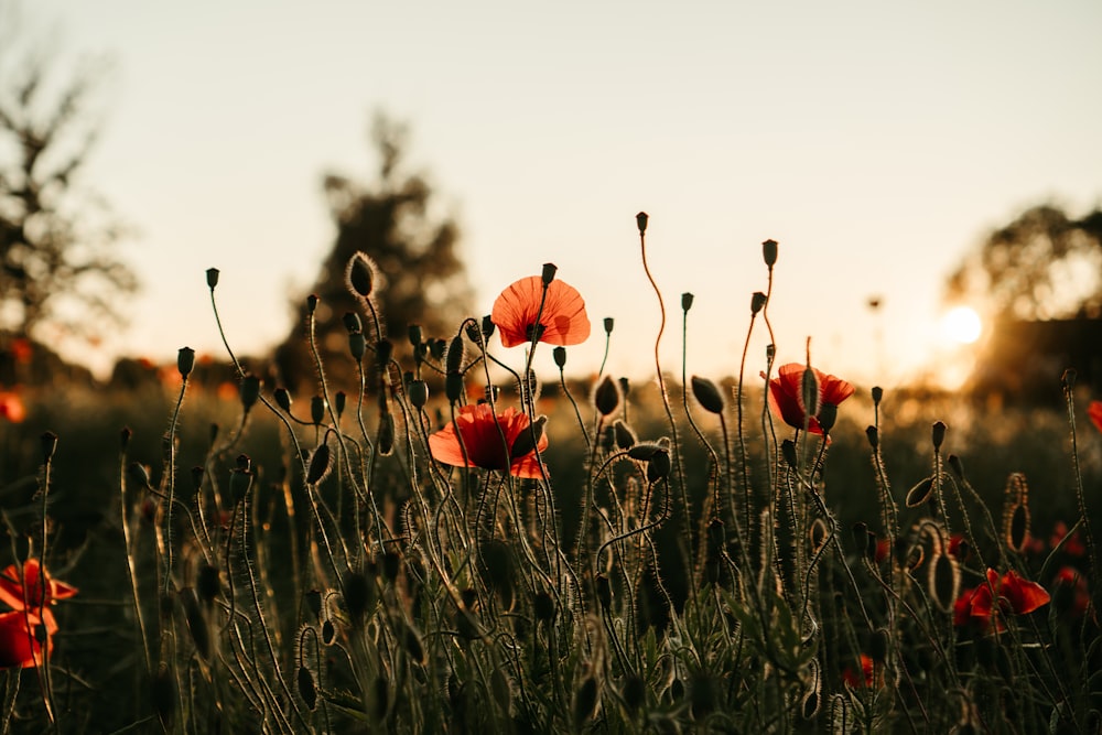 a field full of red flowers with the sun in the background