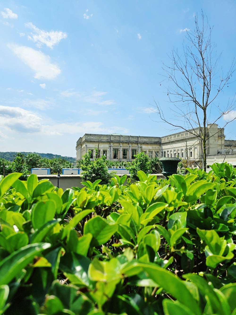 a view of a building with a tree in the foreground