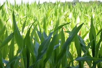 Close-up of vibrant green hybrid corn plants growing in a sunlit research farm.