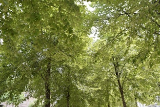 A lush green tree canopy in a serene urban environment.