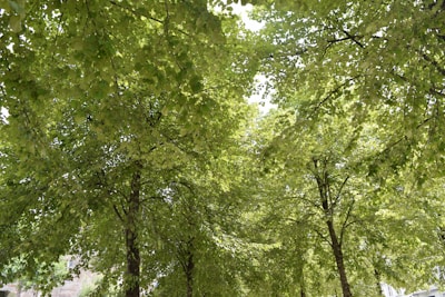 A lush green tree canopy in a serene urban environment.