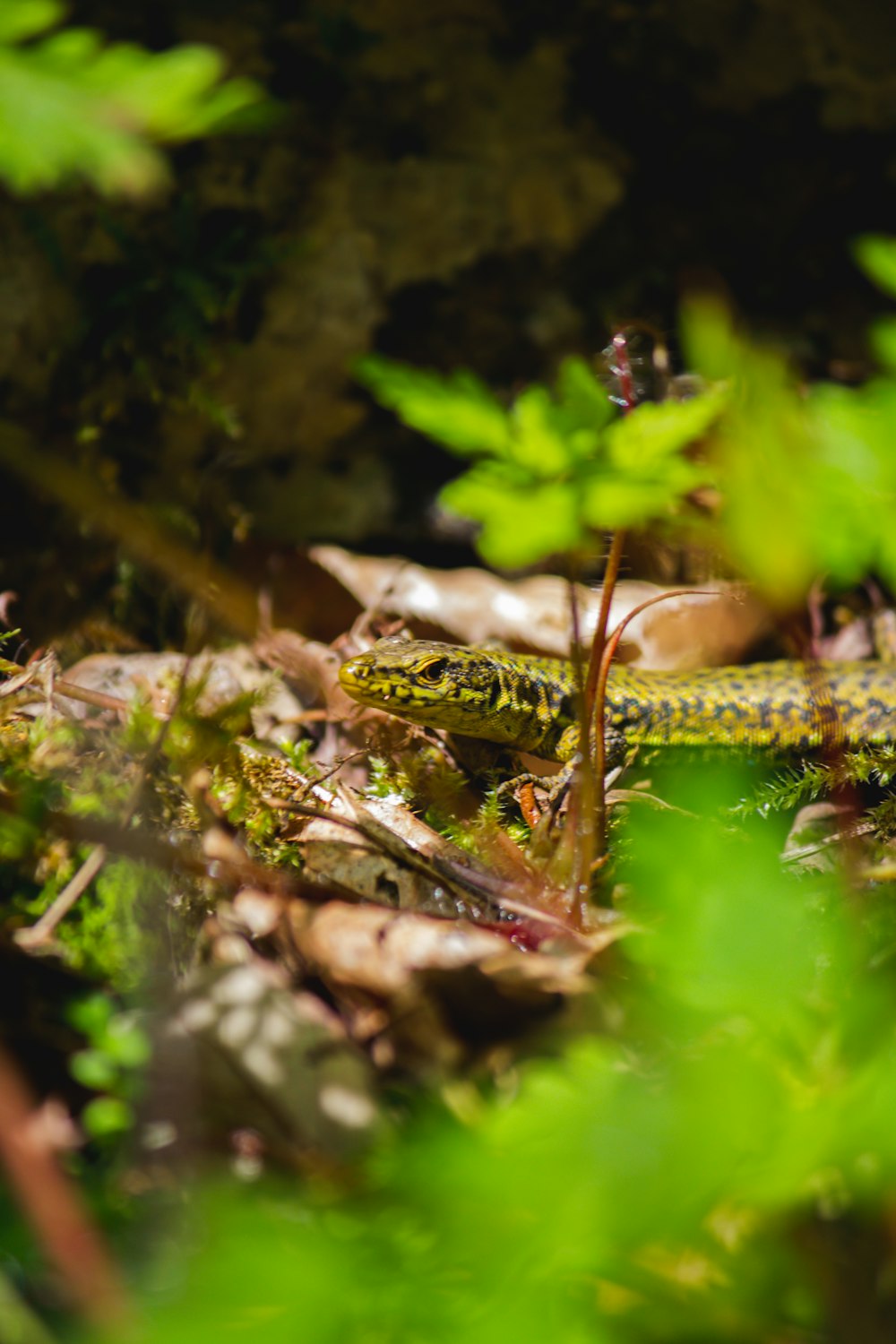 a snake that is laying down in the grass