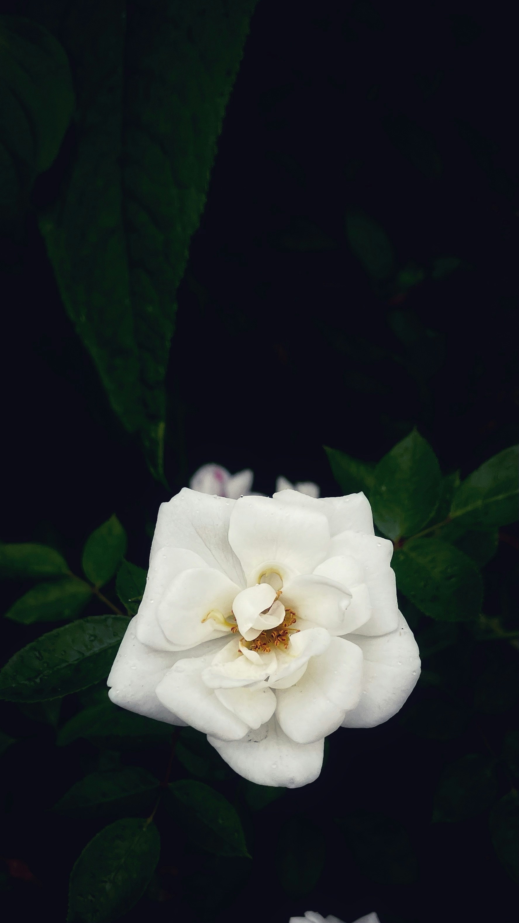 a white flower with green leaves in the background