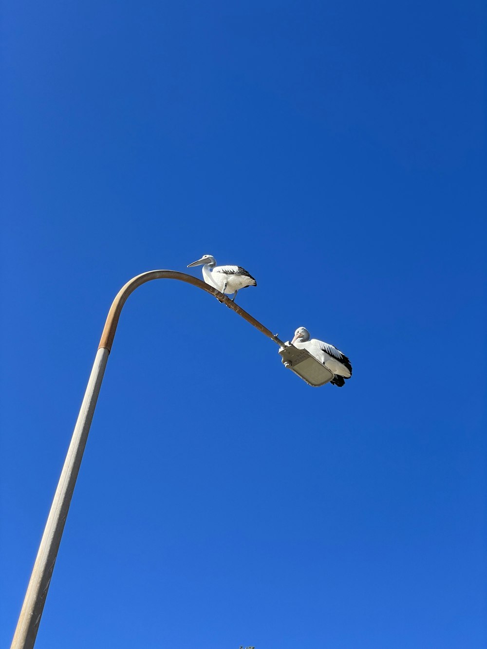 a couple of birds sitting on top of a street light