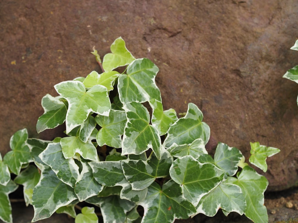 a close up of a plant near a rock