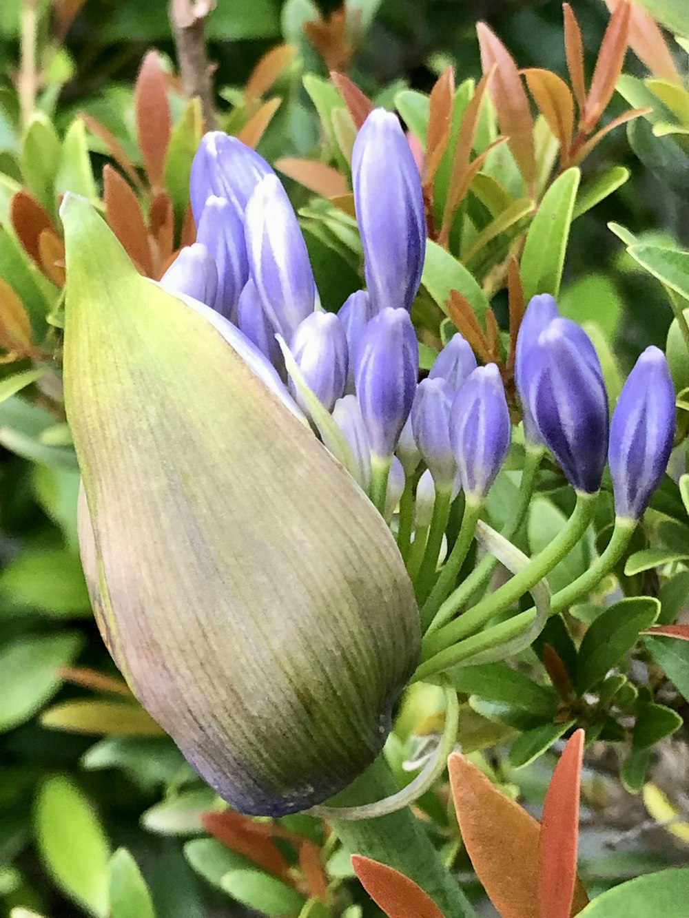 木の上の花の束のクローズアップ