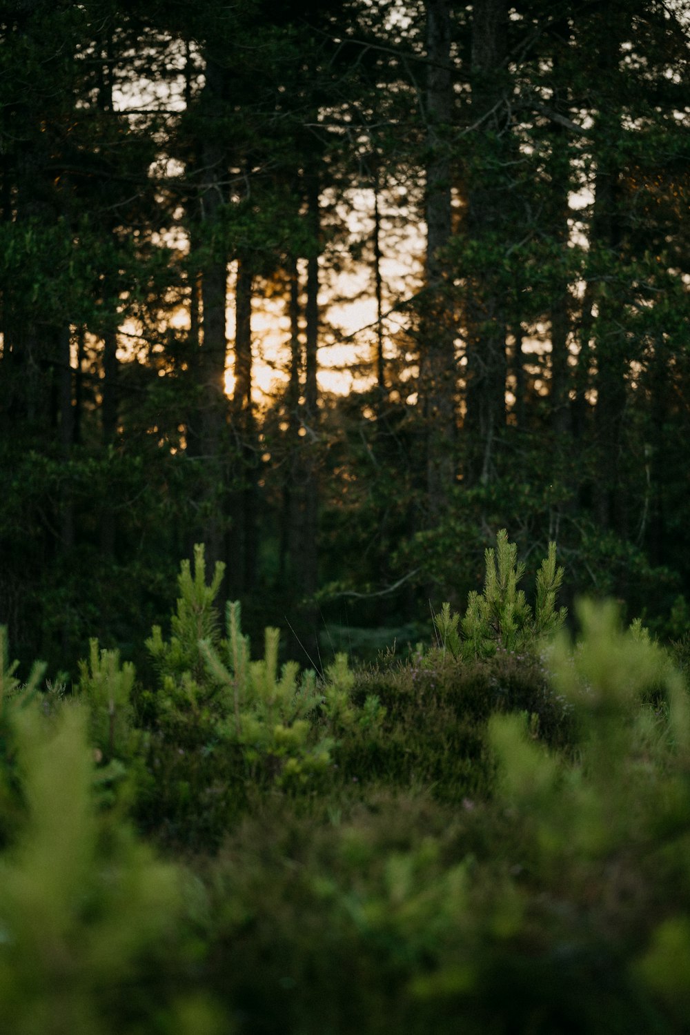 a forest filled with lots of tall trees