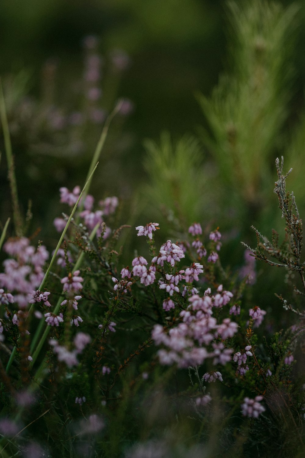 un ramo de flores que están en la hierba