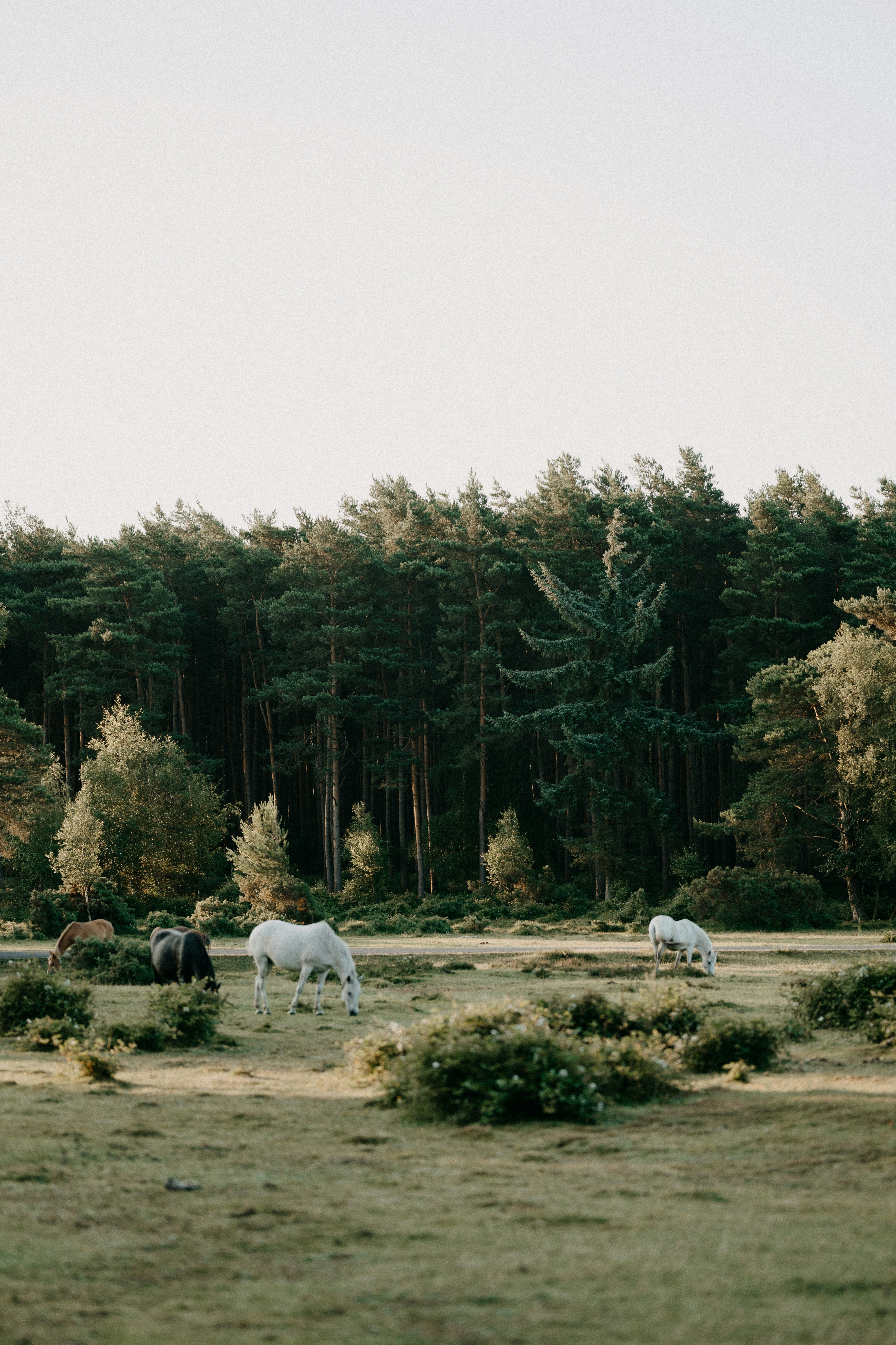 Photo by anniespratt