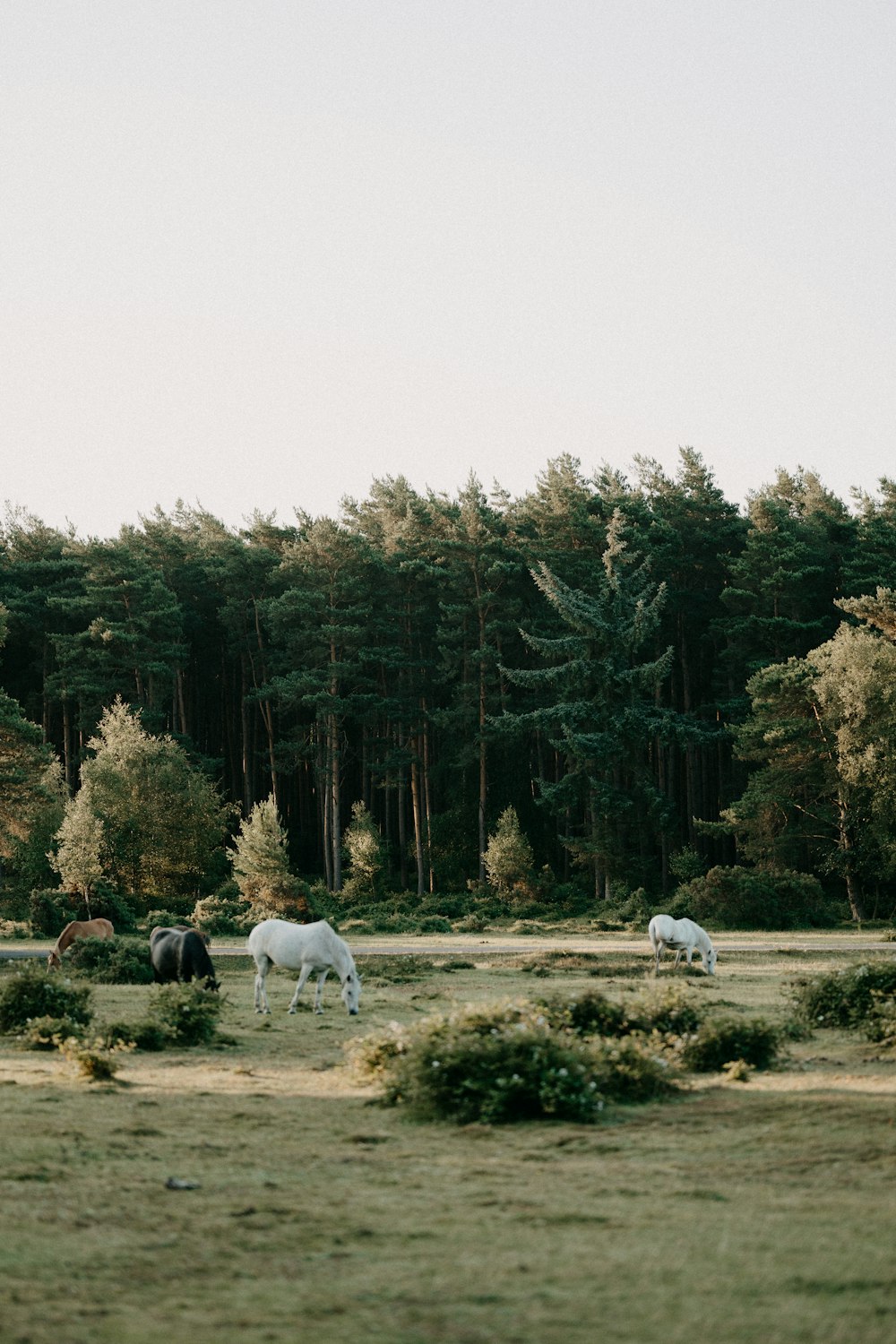 a herd of horses grazing on a lush green field