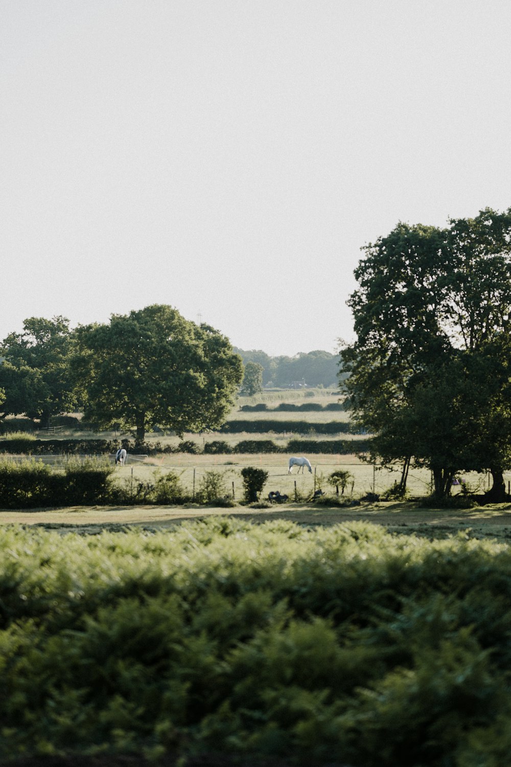 a couple of trees that are in the grass