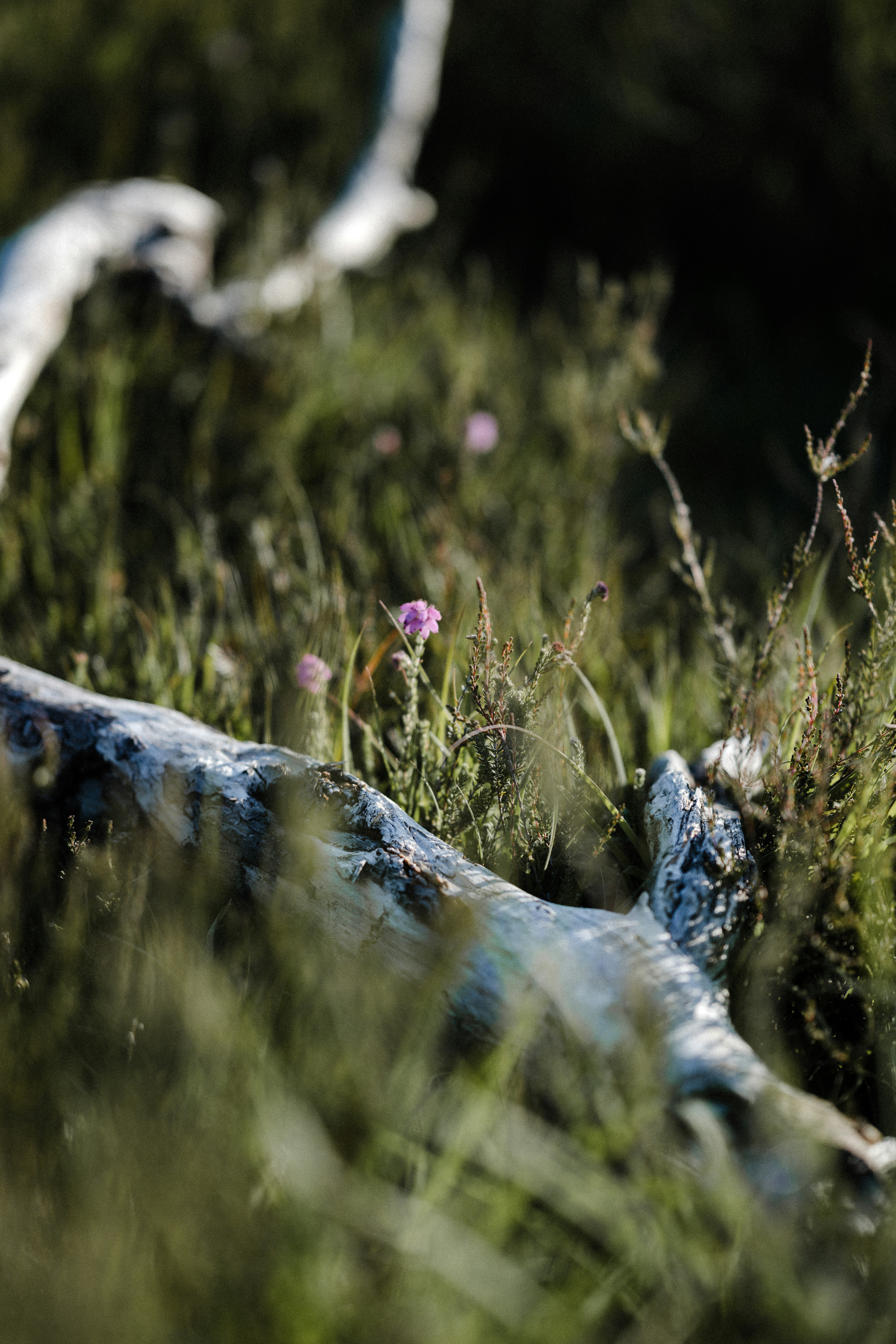 Photo by anniespratt