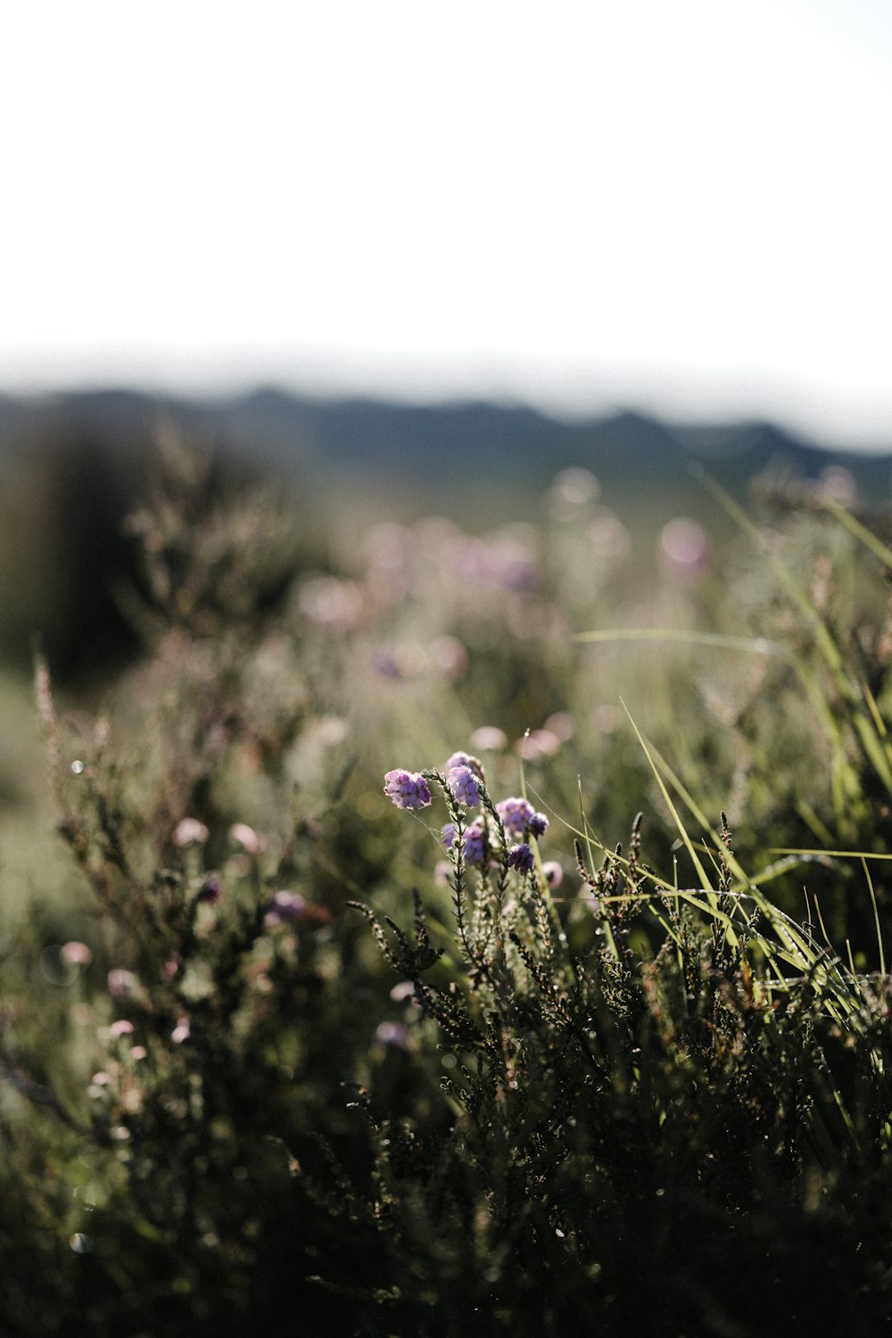 a bunch of flowers that are in the grass