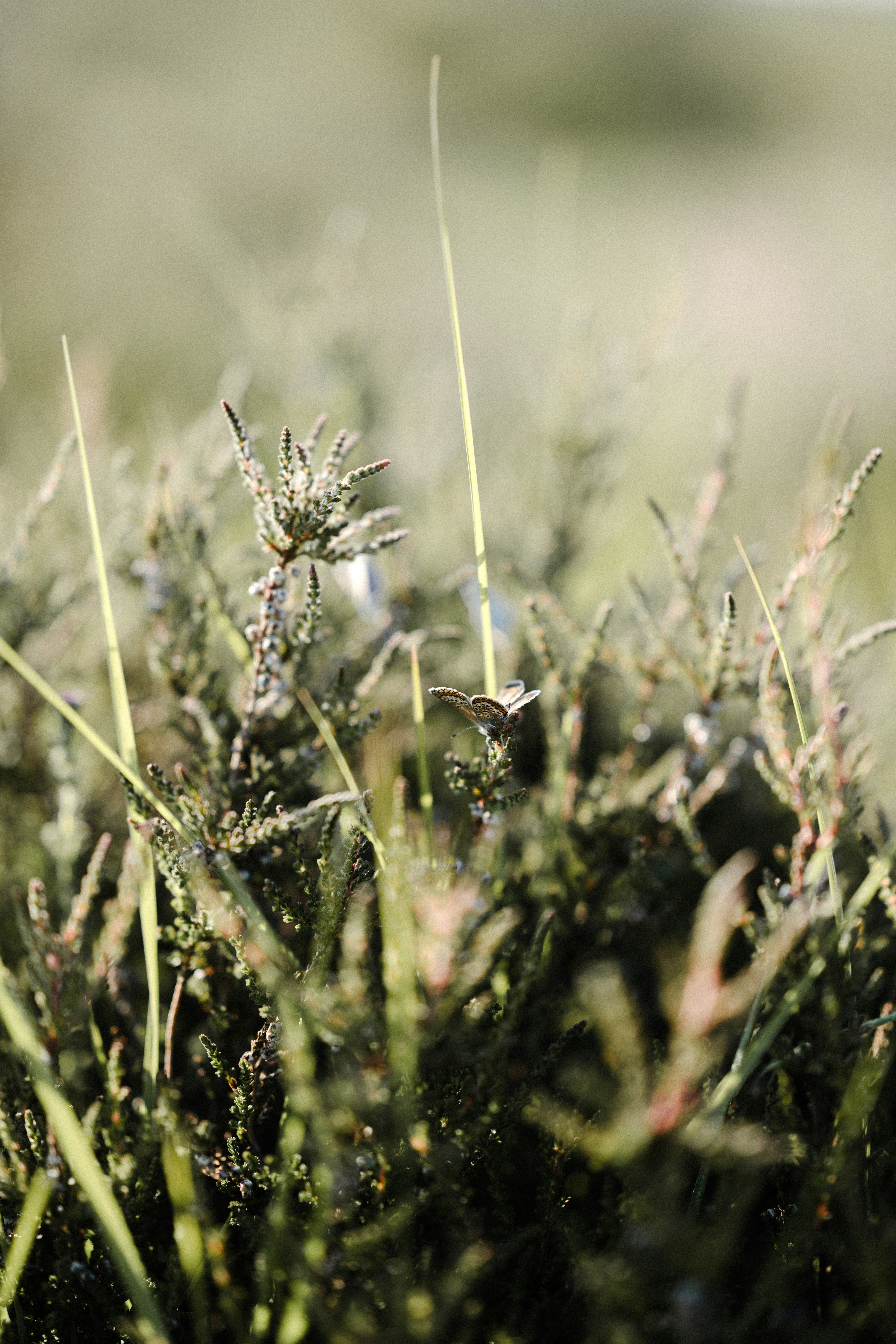 Photo by anniespratt