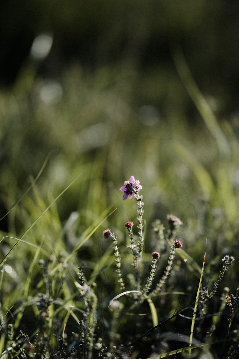 a small purple flower sitting in the middle of a field