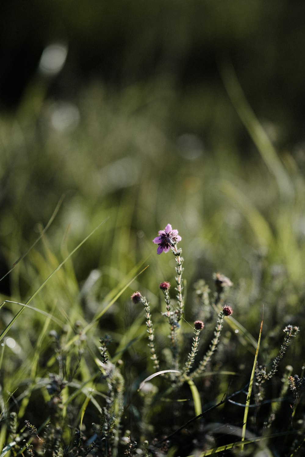 un piccolo fiore viola seduto in mezzo a un campo