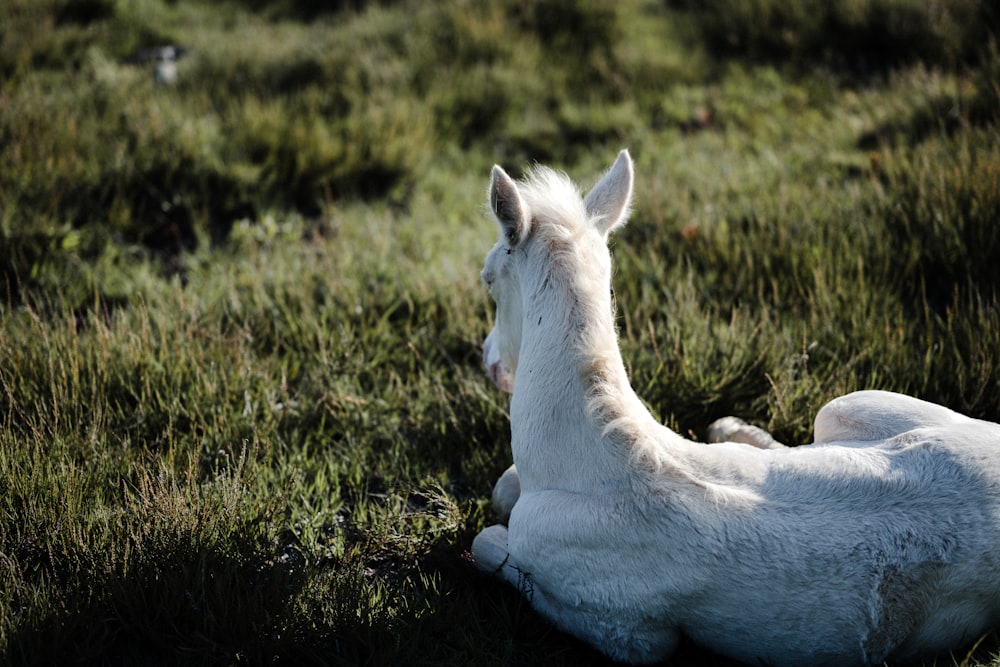 a white horse laying on top of a lush green field