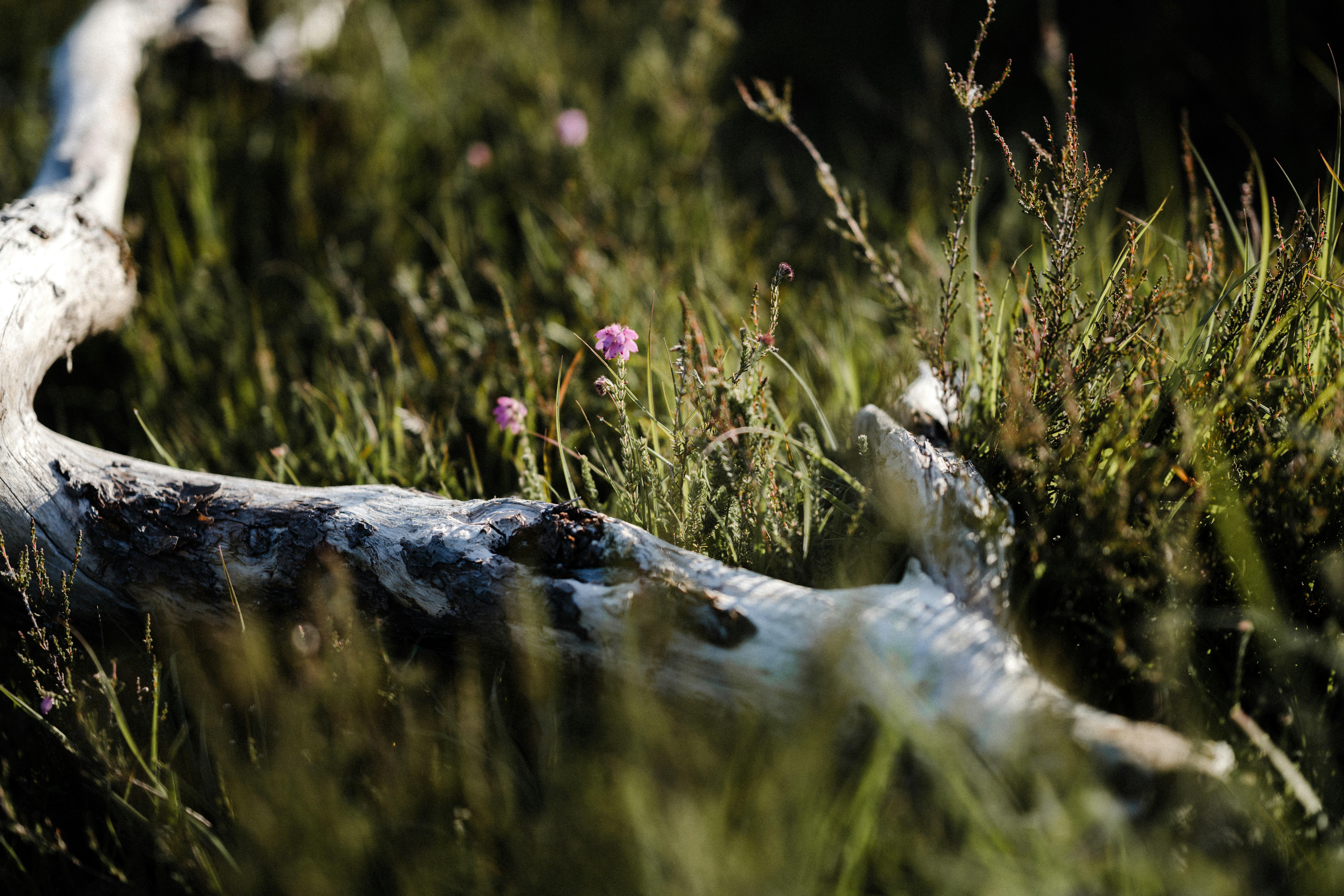 Photo by anniespratt