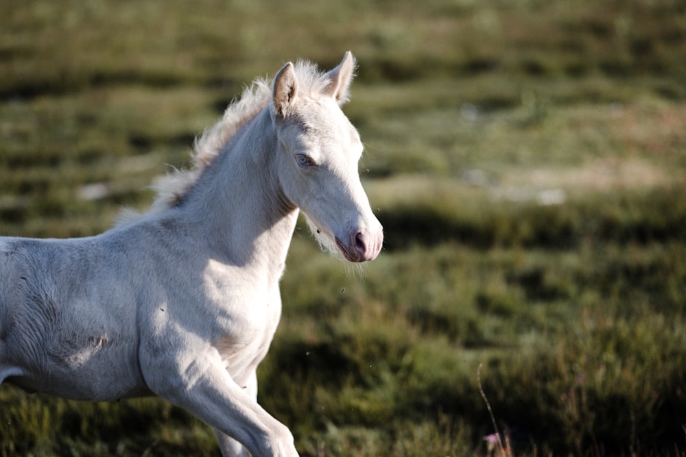 a white horse is running in a field