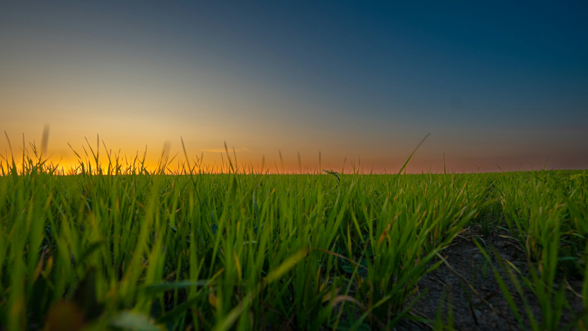 a grassy field with a sunset in the background