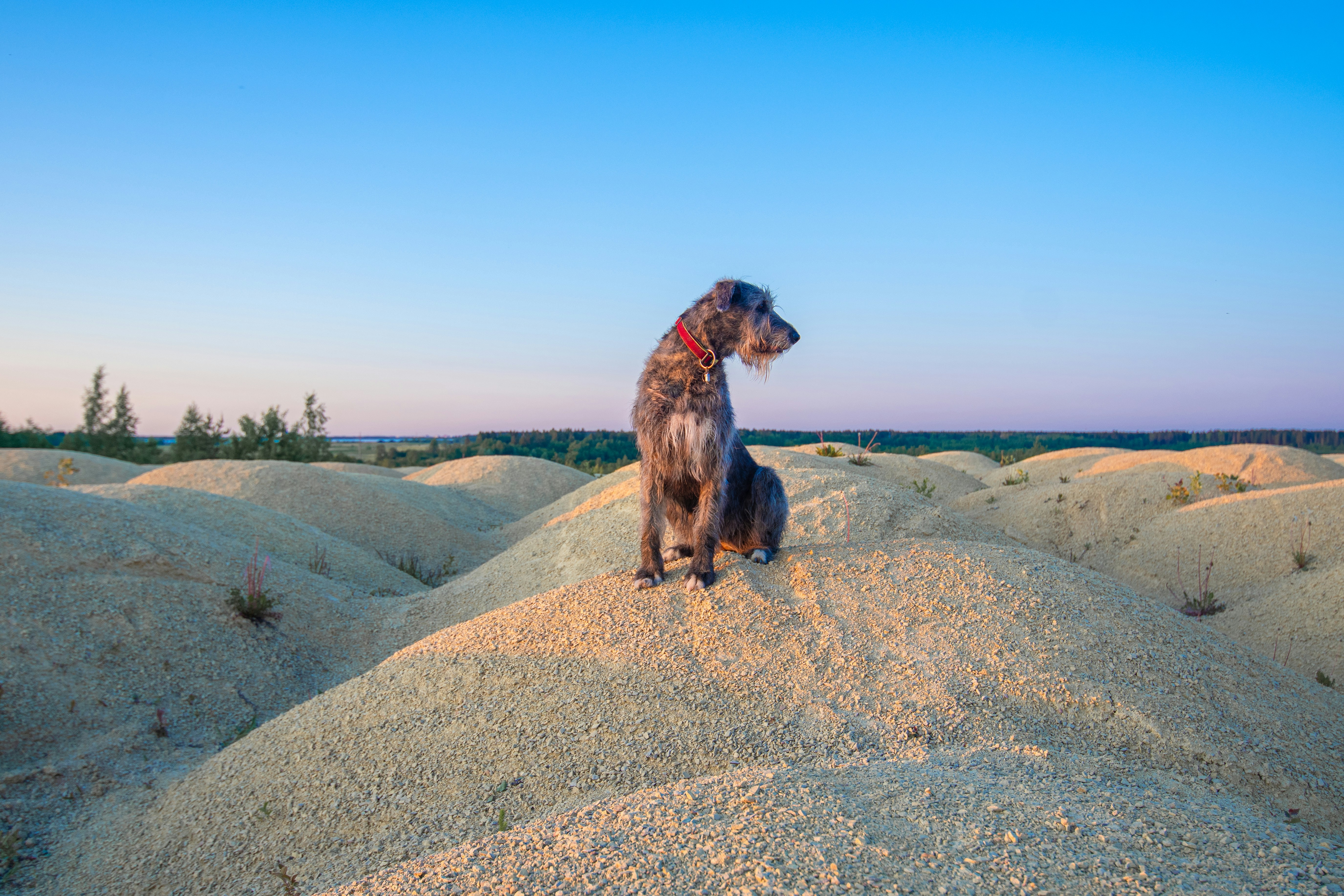 irish wolfhound puppies