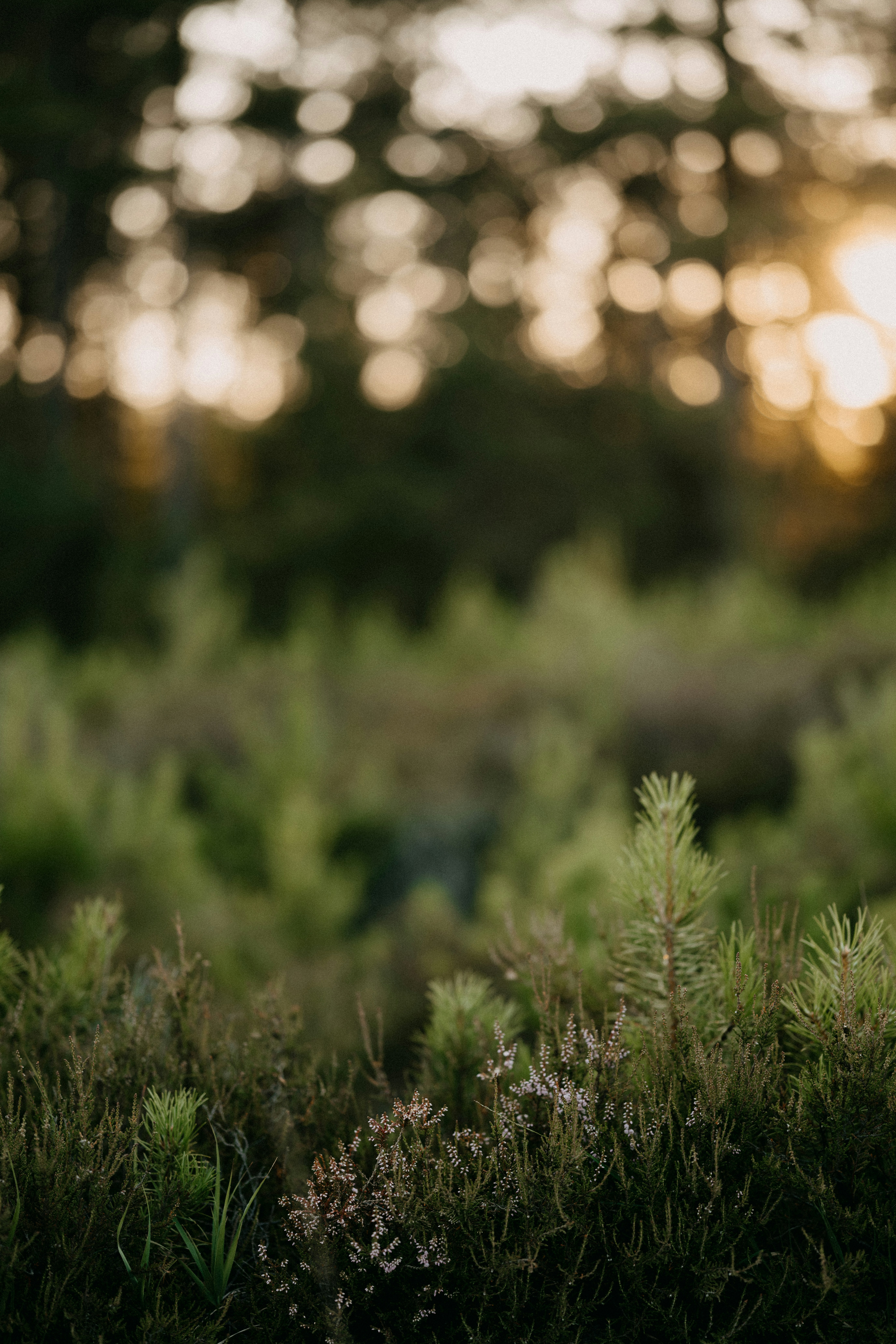 Keharuman Alam Purba