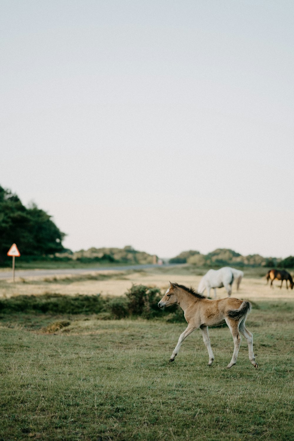 a baby horse standing in a field with other horses